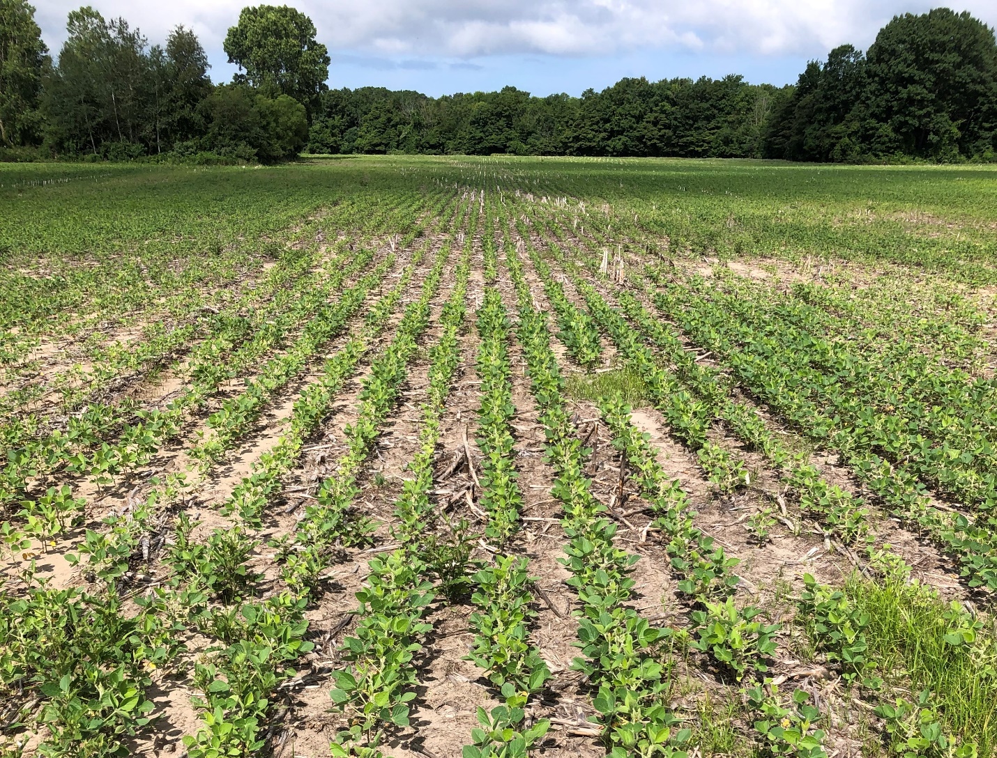 6-problems in soybeans.jpg